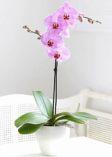 Tekli Pembe Orkide